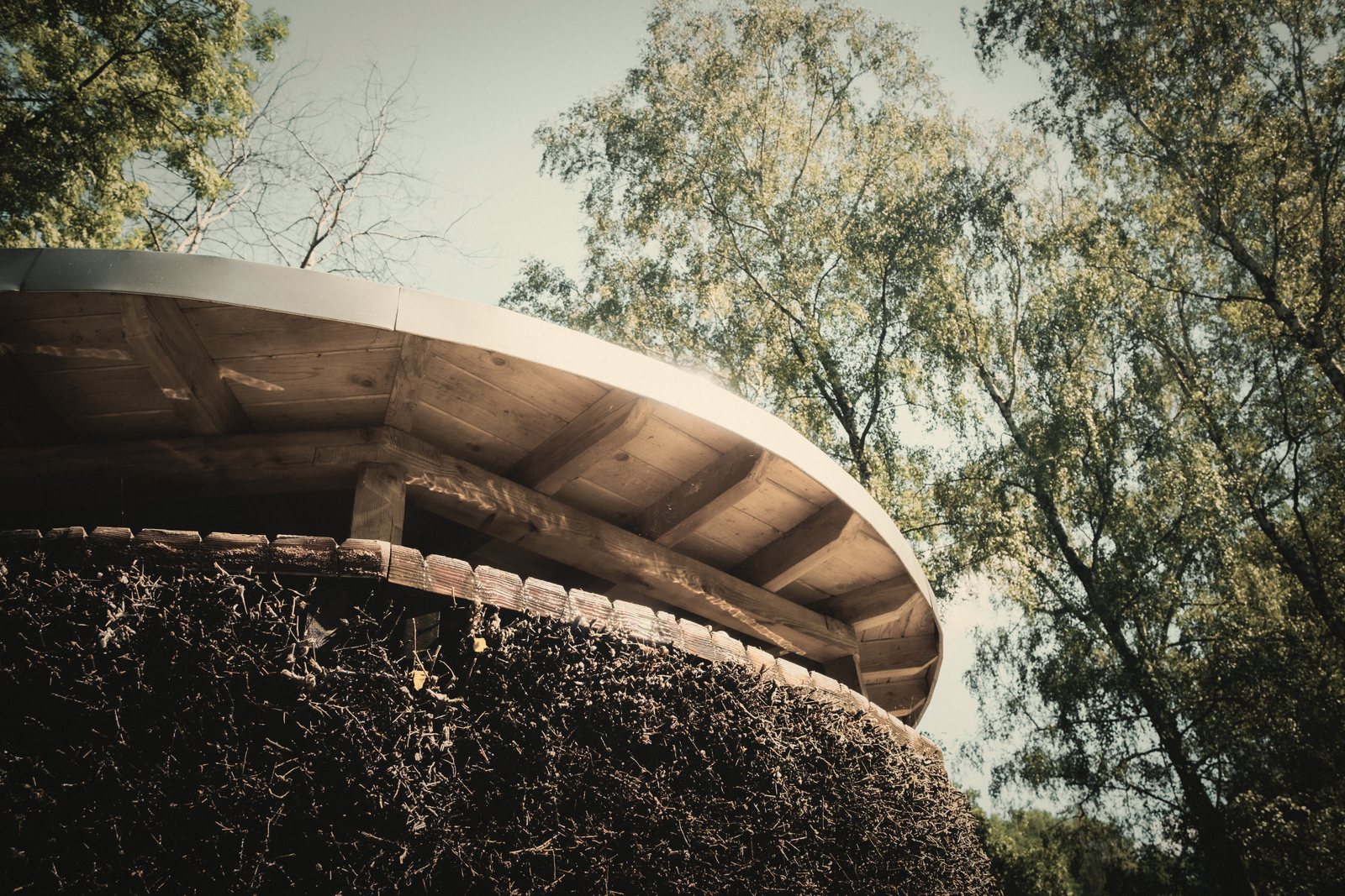 Large débord de toiture circulaire à sous-face en bois, vu d'en dessous entre les arbres, photo d'illustration