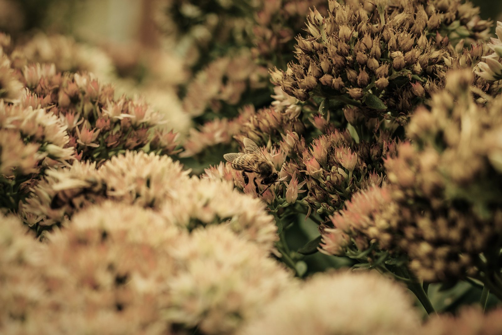 Gros plan sur des sédums fleuris aux tons crème et rouille, plantes courantes en toiture végétalisée, photo d'illustration