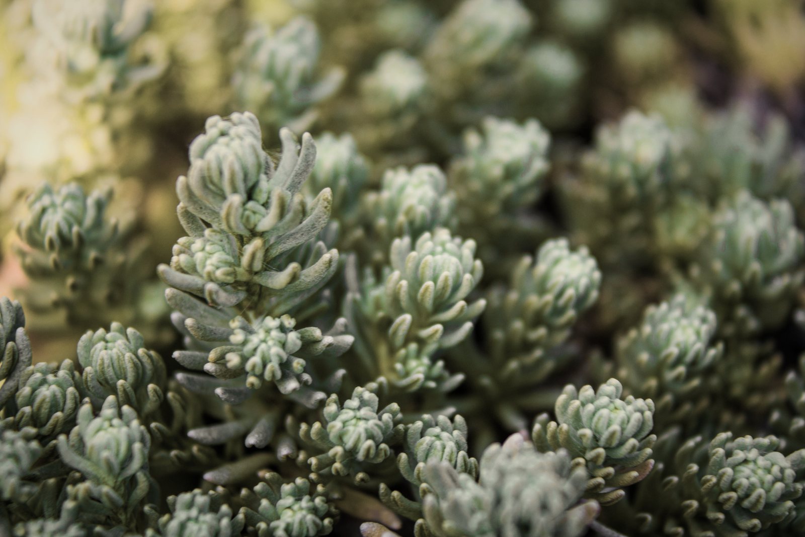 Gros plan sur des sédums aux feuilles charnues gris-vert, plantes de toiture végétalisée, photo d'illustration