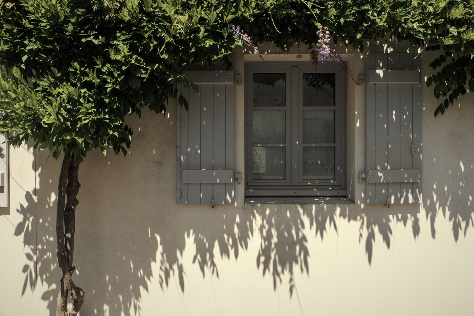 Fenêtre à volets en bois sur un mur enduit, ombragée par une glycine en été, photo d'illustration