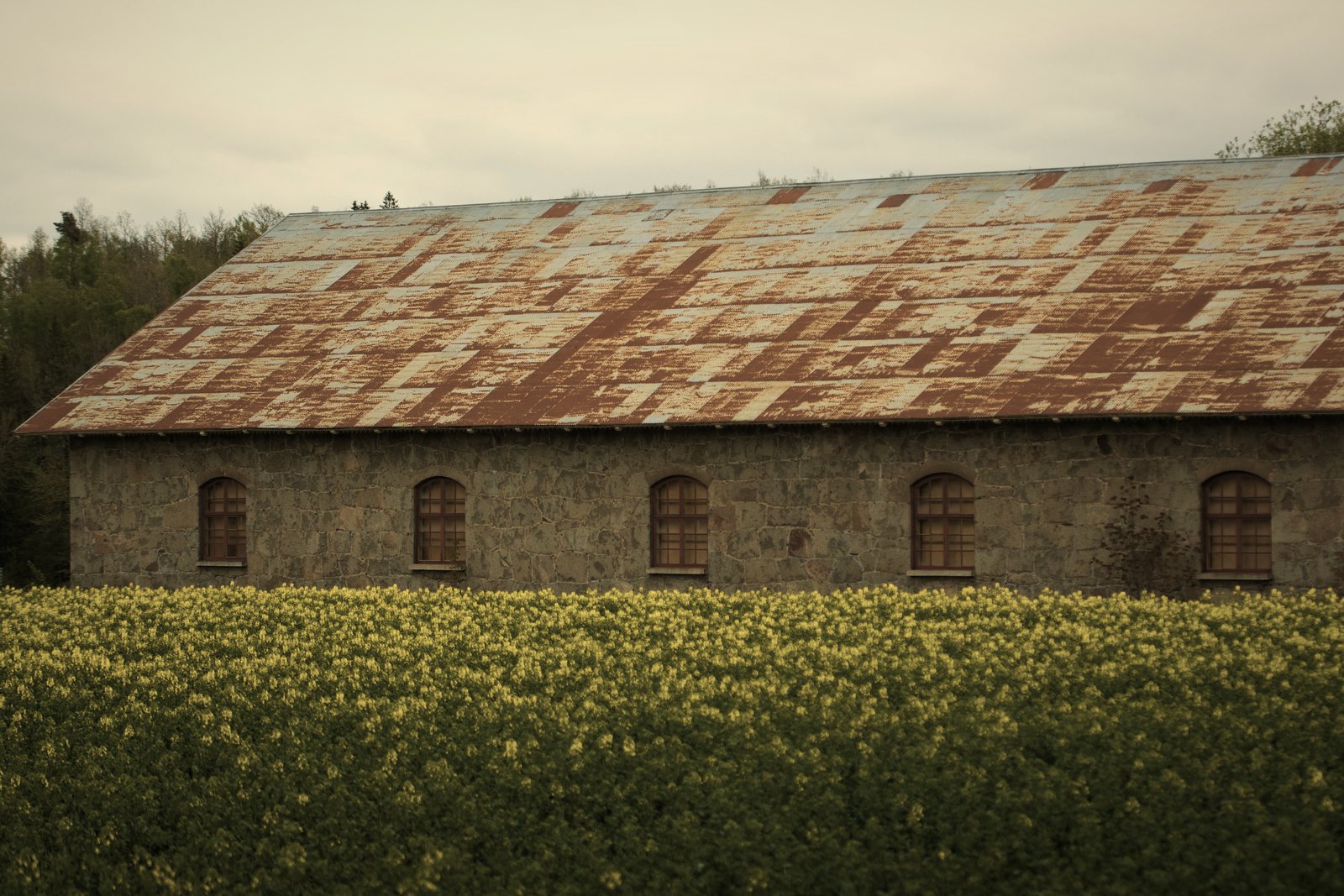 Long bâtiment agricole en pierre à fenêtres cintrées et toiture en tôle rouillée, derrière un champ en fleurs, photo d'illustration